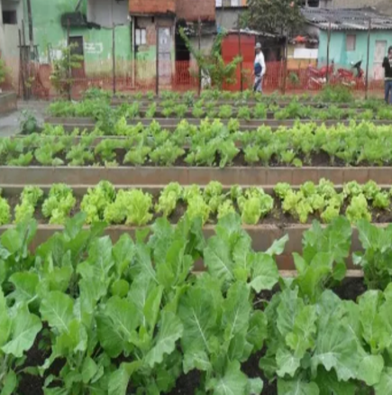 Hortas Urbanas
